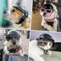 Miniatyrbilde 3 av 4: Hundehjelm Brillesett Dyrehjelm Solbriller Hunder Justerbar Hunde Motorsykkel Sikkerhetshatter null null none