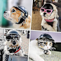 Miniatyrbillede 3 af 4: Hundehjelm Brillesæt Dyrehjelm Solbriller Hunde Justerbar Hunde Motorcykel Sikkerhedshatte null null none