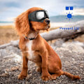 Pikkukuva 2 / 5: Koiran aurinkolasit pienten rotujen koirien silmälaseihin Dog UV Windproof Snow setti
