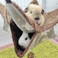 Miniatyrbild 10 av 11: Fåglar Hängmatta Plysch Hängande Hus mådjur Ekorre 2 Layer Hammock Beds null - 3 null - 3 S