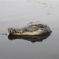 Miniatyrbild 2 av 9: Flytande för krokodil för huvudet Vatten lockbete Simulering Realistisk Alligator Damm Pool Trädgård Konstdekoration