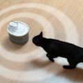 Miniatyrbild 5 av 9: Laddningsbar kattfontän med sensor grå