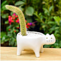 Miniatyrbillede 5 af 5: Sukkulente Planter i 2 Farver Keramisk Kat, Dekorativ Keramisk Blomsterkrukke med Dræn