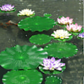 Miniatyrbilde 4 av 5: 12 realistiske vannlilje blader, kunstige flytende skum lotus blader, vannlilje kunstig