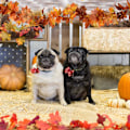 Miniatyrbild 5 av 7: 2-pack höstgirlang med lönnlöv, 5,9 fot/styck hängande girlang konstgjord höstlövsgirlang Thanksgiving-dekor för hem bröllop eldstad Light Orange