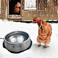 Miniatyrbillede 4 af 5: Pet Produkter Termisk Skål, Rustfrit Stål Udendørs Opvarmet Vandskål til Hund, Kylling, osv. EU Stik {Db} As Shown