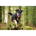 Miniatyrbillede 4 af 5: Ekstra Høje Katte- & Hundeklokker | Kæledyrs Tracker | Red Fugle & Dyreliv [db]