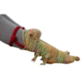 Miniatyrbild 2 av 5: Stickade Krokodilsstrumpor Kvinna / Man Kreativ Djurmodellering Och Ankelstrumpor Varm Försörjning Inomhusgolv På Vintern {Db} Chameleon