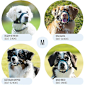 Miniatyrbillede 3 af 5: Skånsom mundkurv til hunde - Forebygger bid og uønsket tygning sikkert og komfortabelt - Blød neoprenpolstring, ingen gnidninger Inkluderet [DB] Blue S