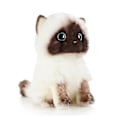 Miniatyrbilde 3 av 5: Søt Ragdoll Katt Plysj Stoffdyr [DB] 26cm