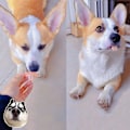 Miniatyrbillede 4 af 4: Falske tænder til hund sjove proteser kæledyr dekoration forsyninger Halloween Cosplay mennesker og vampyrer legetøj tricky sjove proteser [DB]