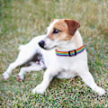 Miniatyrbillede 5 af 5: Dog Pride Mode Tilbehør, Regnbueflag Hundehalsbånd med Ikke-absorberende Materiale til Aktive Kæledyr, Drejelig Bolt Snap Tilbyder Sikkerhed og E [DB]