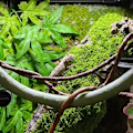 Miniatyrbilde 7 av 7: 30 g Faske mose kunstig grønn mose til potte planter fe hage tilbehør hjem hage plen gulv pynt