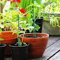 Miniatyrbilde 6 av 6: Bambus grønn pinner plante støtte blomst pinne orkide stang plante pinner for støtte klatring plante