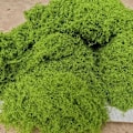 Miniatyrbilde 2 av 7: 30 g Faske mose kunstig grønn mose til potte planter fe hage tilbehør hjem hage plen gulv pynt