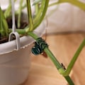 Miniatyrbillede 5 af 7: 100 stykker Have Plante Klips Plast Støtte Orkide Stængel Klip til Vine Grøntsager Blomster Bundet Bundt Gren Spænding Have Værktøj