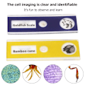 Miniatyrbild 6 av 9: Ficka Mikroskop Barn Science Toy Kit 60-120x Educational Mini Handheld Microscope with LED Light