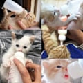 Miniatyrbilde 3 av 7: Valp Kattunge Fôring Flaske Sett Kjæledyr Hund Katt Baby Amming Vann Melk Fôring