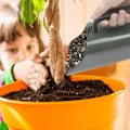 Miniatyrbilde 3 av 6: Sukkulent Plant Transplantering Spade Potte Sukkulent Plante Transplantering Spade Sukkulent Transplantering Verktøy Hage Scoop