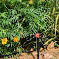 Miniatyrbild 4 av 7: 20 Meter och 24 Trädgård Dropp Bevattning Automatisk Vattning System Kit 1/4'' Munstycken för Bonsai kruka Växt Gräsmat Blomma Grönsak Växthus