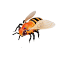 Miniatyrbilde 3 av 6: Infrarød RC Dyr Insekt Leker Simulering Edderkopp Bee Fly Krabbe Ladyb Mantis Elektrisk Robot Leketøy