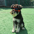 Miniatyrbillede 6 af 6: Hunde Goggles Små Race Easy Wear Små Hund Solbriller,Ajusterbare UV Beskyttelse Hvalpe Solbriller