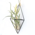 Miniatyrbild 4 av 9: Metall hängande växt kruka växt hållare för luft växter display med kedjor vägg hängande geometrisk luft växter ställ