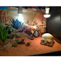 Miniatyrbilde 2 av 6: Harpiks Påskeøy Hode Bein Skull Statue for øgler Terrarium Reptil Skjul Hule Akvarium