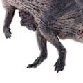 Miniatyrbild 6 av 6: Jurassic Dinosaur Modell Död Dino Kropp Figurer Djur Figurin Samling Del Tillbehör Kit