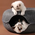 Miniatyrbillede 4 af 5: Donut Kat seng kæledyr kat tunnel interaktivt spil legetøj