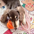 Miniatyrbillede 6 af 9: Hunde legetøj bolde interaktivt behandl reb gummi lækker bolde til små mellemstore hunde tygge bidfast kæledyr tandrengøring