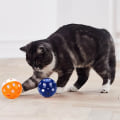 Miniatyrbild 6 av 6: 6st leksaker för katter boll med klocka lekar tugga skalla skrapa plast boll interaktiv katt träningsleksaker