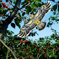 Pikkukuva 4 / 6: Anti Bird Flying Hawk Kite Bird Repeller Iso Eagle Kites Scarecrow Shoy farm Garden Tuholais lintujen karkotusaine