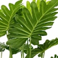 Miniatyrbild 3 av 6: Gaffel Large Konstgjorda Växter Monstera Plast Tropical Palm Tree Gren Fake Coconut Tree