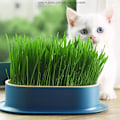 Miniatyrbild 6 av 7: Husdjur Katt Spira Skål Växande Kruka Hydroponic Växt Katt Gräs Groning Matsmältning Förrätt Skål Växthus Grow Låda