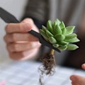 Miniatyrbillede 3 af 11: Sukkulenter planter værktøj sæt til indendørs planter hjem have sæt sort potte kaktus husplanter dyrkning værktøj