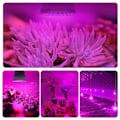 Miniatyrbild 4 av 5: LED Plant Lampa Kopp E27 Plant Inomhus Fill Ljus