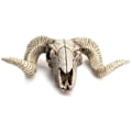 Miniatyrbilde 7 av 7: Harpiks Skjelett Vurm Sau Hode Skull Hode Vegg hengende 3D Dyr Longhorn Skulptur Figuriner Håndverk