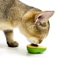 Miniatyrbillede 3 af 5: Avocado Kattenurt Væg Kugle Kat Magic Mynte Kugle Spiselig Slikke bolde Snack Sund Roterbar Godbidder Legetøj