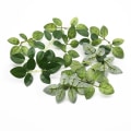 Miniatyrbillede 5 af 8: 20stk Silke Rose Blade Jule pynt