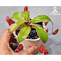 Miniatyrbillede 5 af 5: Kødædende Plante Jordblanding 4qt, Sphagnum Tørvemos Perlit Blanding 1:1 Forhold, Kødædende Jord til Venus, Soldug og Kandeplanter 1qt[D]