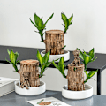 Miniatyrbild 1 av 4: Groot Grön Växt Brasilianskt Trä Vatten Höj Lyckligt Trä Krukväxt Litet Träd Människor [kk] without Groot