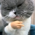 Miniatyrbild 5 av 5: Minihänder för katter, små händer för katter, små katthänder för fingrar, fingerdocka för kattassar, fingerhandskar för katter