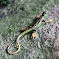 Miniatyrbilde 1 av 2: Kunstig øgle, falmefri, levende, fargerike reptiløgler, leketøy, festartikler[D] Blue