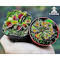 Miniatyrbillede 4 af 5: Kødædende Plante Jordblanding 4qt, Sphagnum Tørvemos Perlit Blanding 1:1 Forhold, Kødædende Jord til Venus, Soldug og Kandeplanter 1qt[D]
