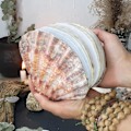 Miniatyrbillede 1 af 5: Abalone Shell/Lions Paw Shell/Scallop Shell Journal, Unik Premium Hardcover Ocean Series Sticky Note Pad, Naturlige Skaller Teksturer Kreativ Sketchboo C