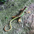 Miniatyrbild 3 av 5: Konstgjord ödla blekningsfri levande färgglad reptilödlor leksak festtillbehör Blue