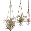 Miniatyrbild 2 av 5: Set om 3 geometriska luftväxthållare i brons, Himmeli för Tillandsia, hängande planteringskorg för luftväxter