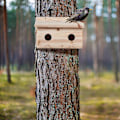 Pikkukuva 2 / 5: Tähtikuusien pesä