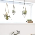 Miniatyrbild 4 av 5: Set om 3 geometriska luftväxthållare i brons, Himmeli för Tillandsia, hängande planteringskorg för luftväxter